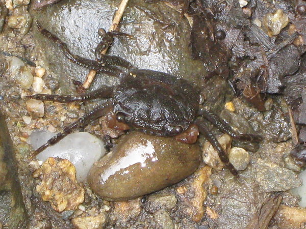 a teeny-weeny land crab I found in the forest, only the size of my little finger nail !!