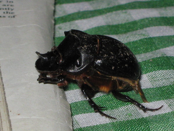 a little rhinoceros beetle that flew in one evening
