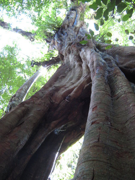 giant strangler fig tree