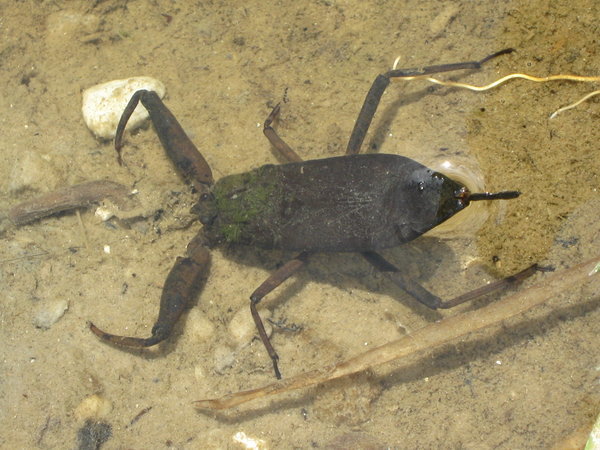 a water scorpion I found in a pool along the riverside 