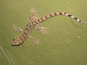 warty house gecko (Gekko monarchus) I found in the Turret Cafe in Bukittinggi, where I eat and do internet-related things