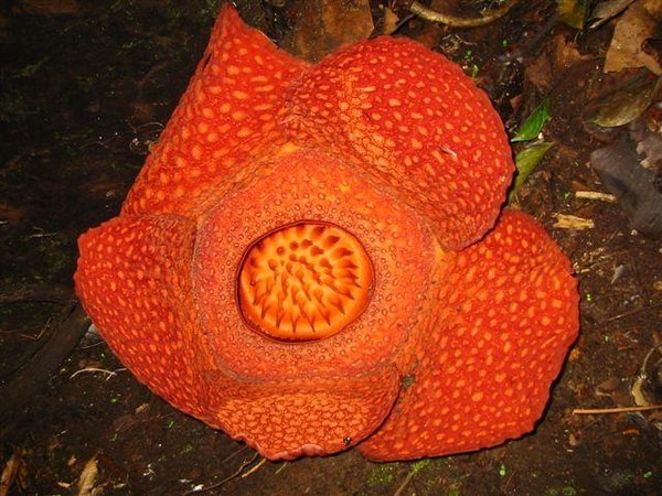 and the Rafflesia that I did not see. I really was not happy!