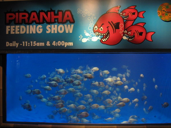 the piranha tank at KLCC Aquaria