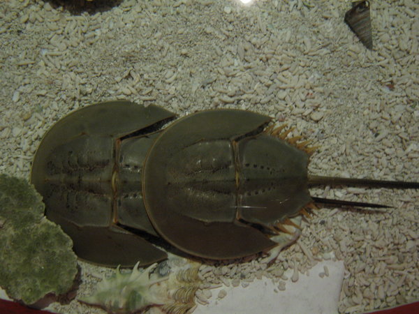 horseshoe crabs in a touch-pool at KLCC Aquaria