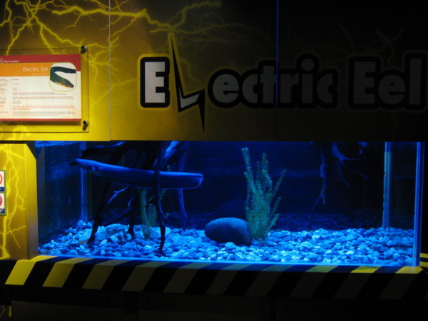 electric eel tank at KLCC Aquaria
