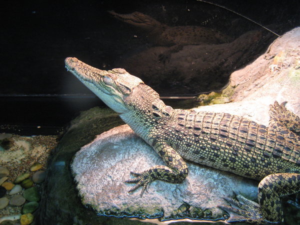 young saltwater crocodile at KLCC Aquaria, in a tank about twice the length of its body