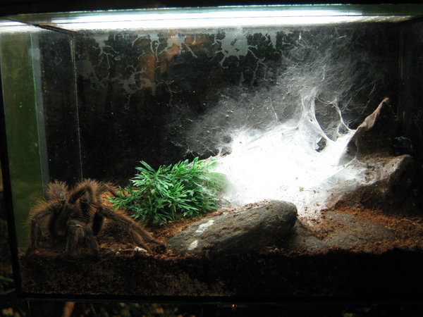 tarantula in one of the tiny wall-tanks at KLCC Aquaria (this is the entire tank as shown!)