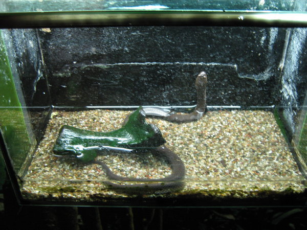 yellow-bellied water snake, again showing the entire tank!