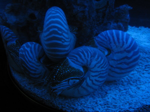 nautilus at KLCC Aquaria, the stripy chambered ones of the deep