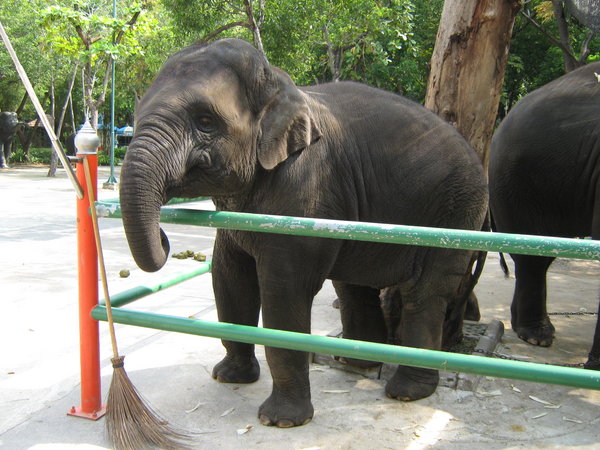 elephant at Dusit Zoo
