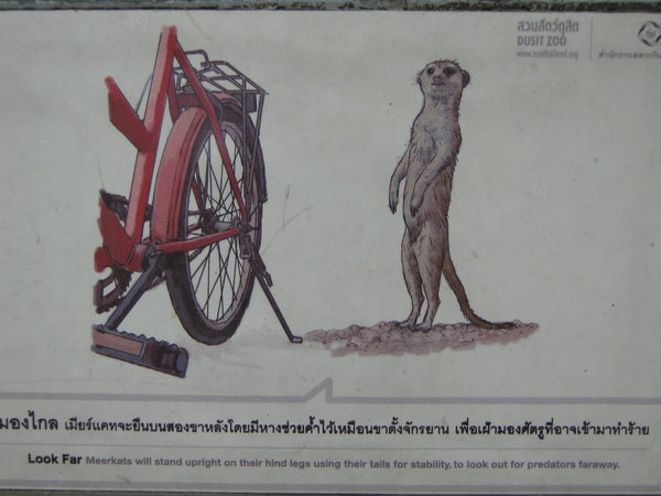 meerkat sign at Dusit Zoo