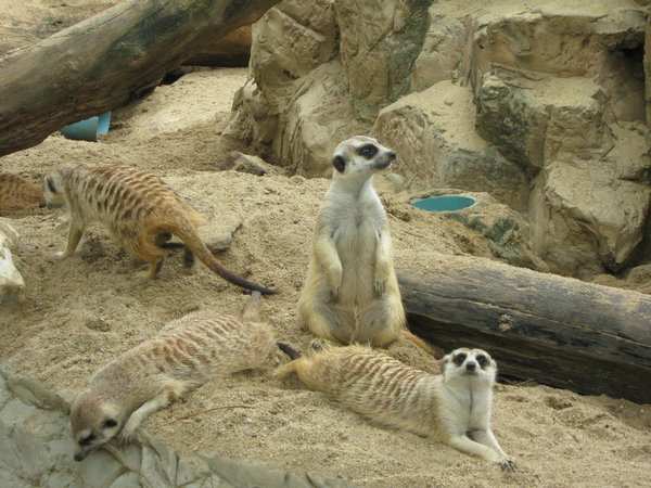 meerkats at Dusit Zoo
