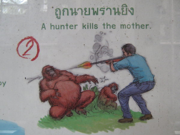 graphic from orangutan sign at Dusit Zoo