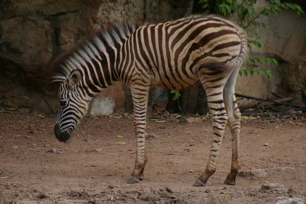 baby zebra at Dusit Zoo