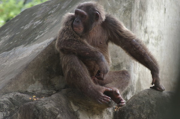 odd-coloured chimpanzee at Dusit Zoo