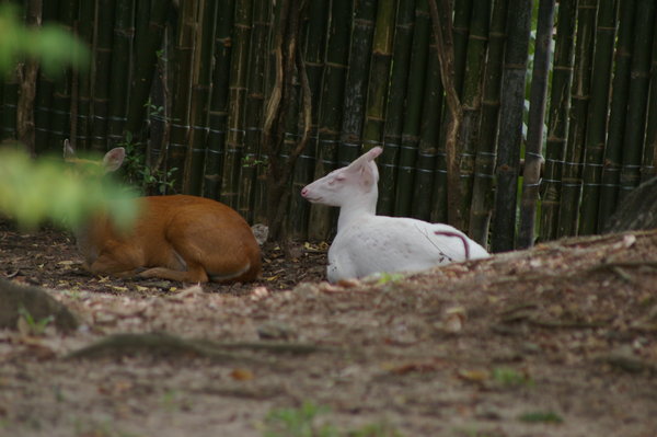 albino muntjac at Dusit Zoo