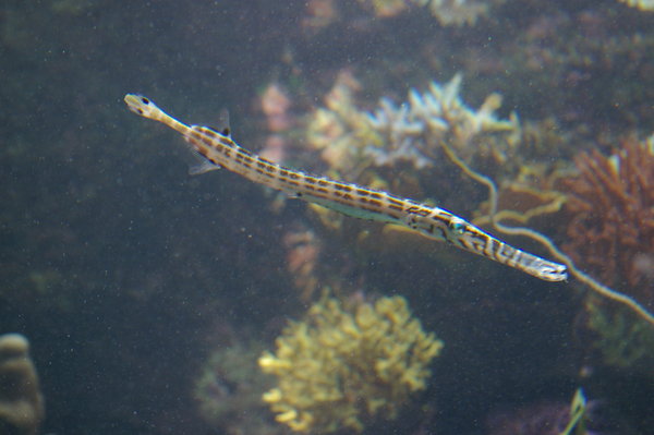 juvenile trumpetfish (Aulostomus chinensis)