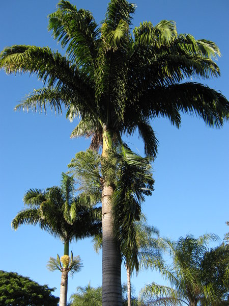 palm trees at la Place des Cocotiers