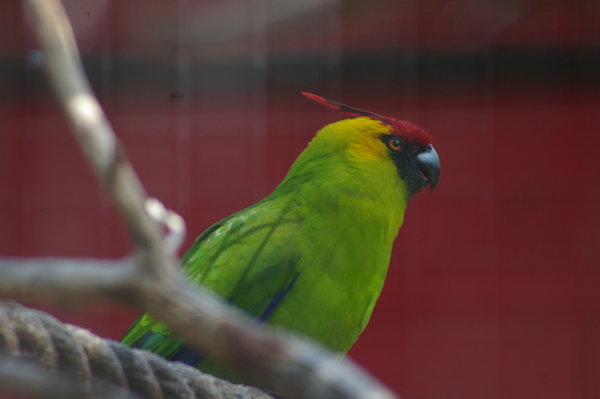 horned parakeet (Eunymphicus cornutus)