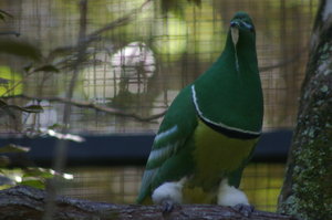 male cloven-feathered dove (Drepanoptila holosericea)