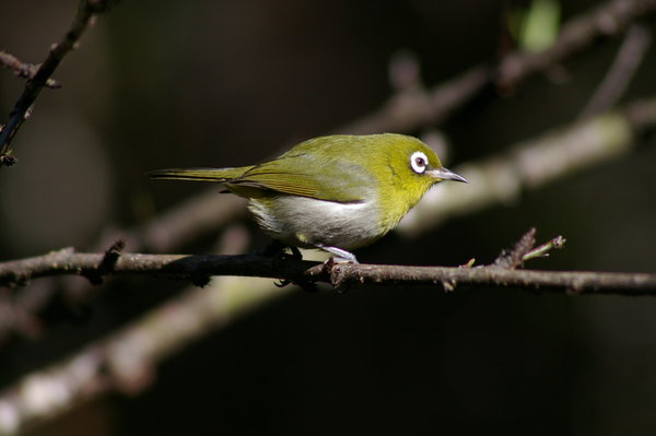 green-backed white-eye (Zosterops xanthochroa)