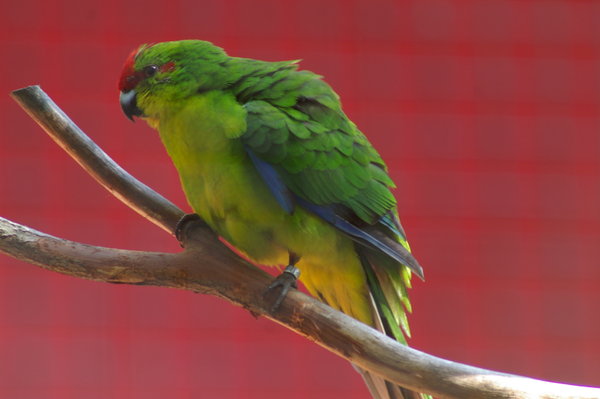 New Caledonian parakeet (Cyanoramphus saissetti)
