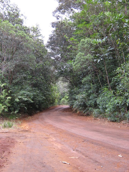 road and forest at Riviere Bleue