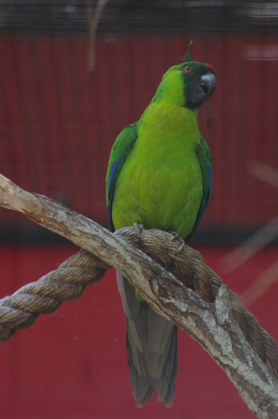 Ouvea horned parakeet (Eunymphicus uvaeensis)