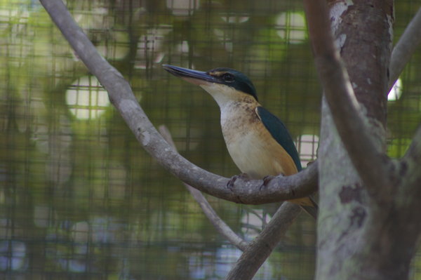 sacred kingfisher (Todiramphus sanctus canacorum)