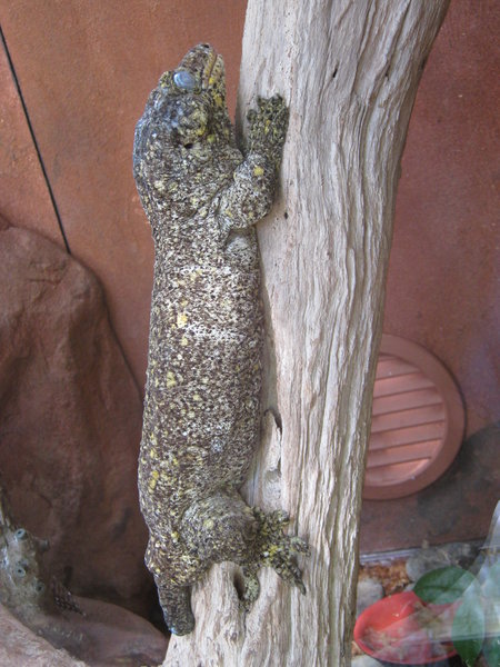 Leach's giant gecko (Rhacodactylus leachianus)