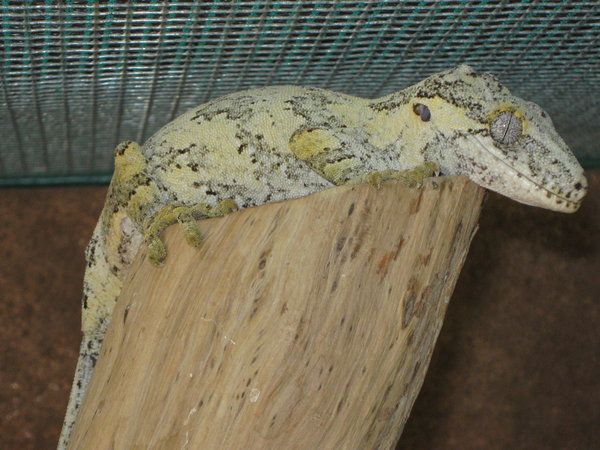 knob-headed giant gecko (Rhacodactylus auriculatus)