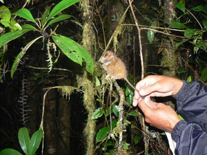 Pigmy tarsier (not my photo!)
