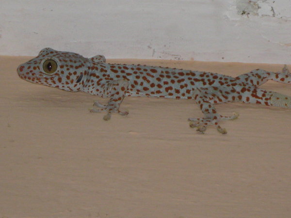tokay gecko at the Kisol Seminary
