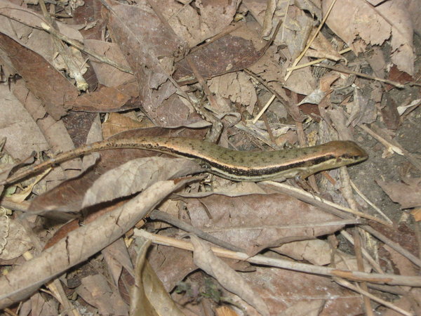 unidentified skink in forest at Kisol