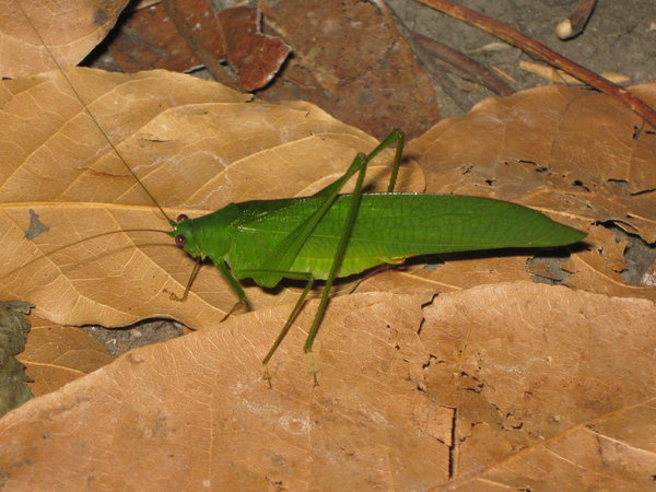 katydid in the forest at Kisol