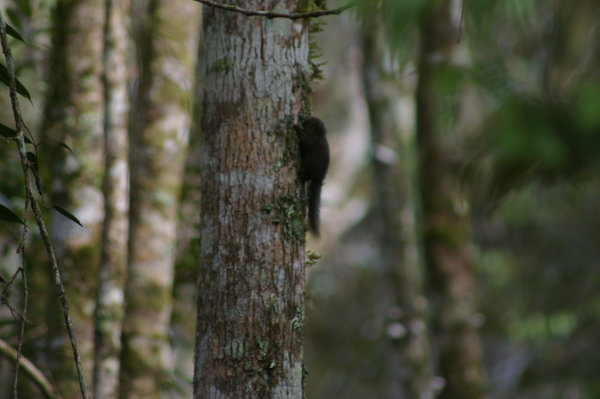 dwarf squirrel (Proscilliurus sp)