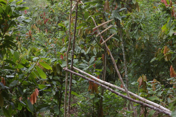 monkey trap at Wuasa