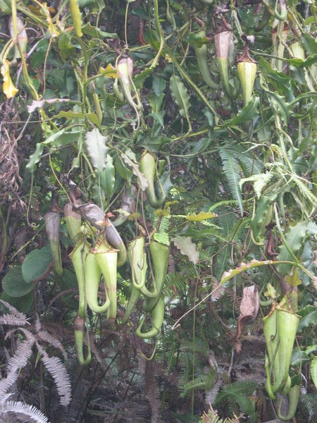 pitcher plant at Anaso