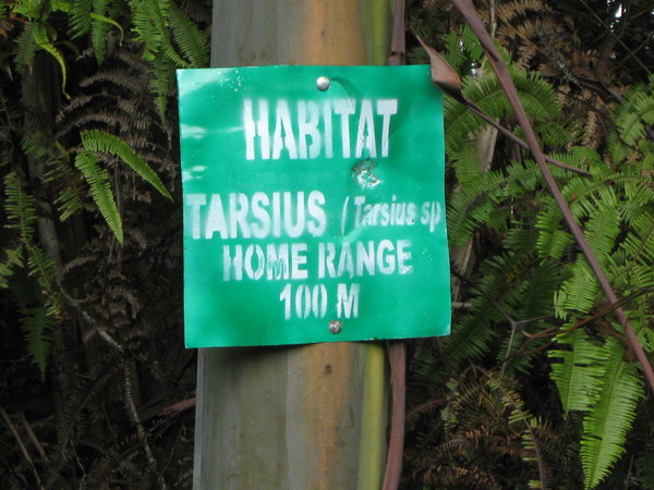 pigmy tarsier sign