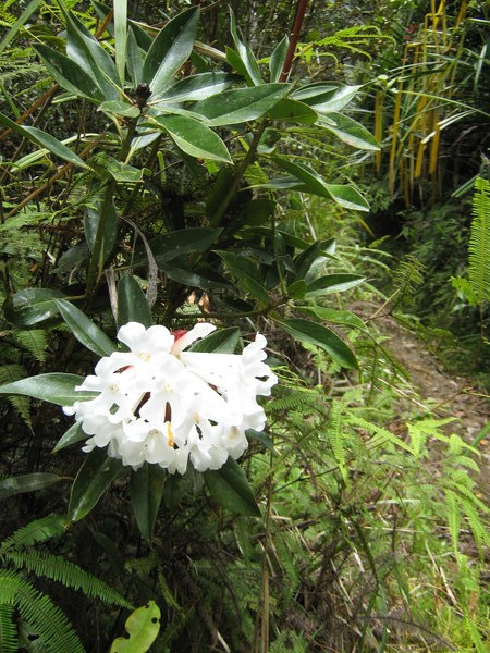 wild rhododendron on the Anaso track