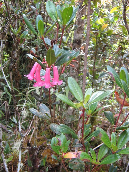 wild rhododendron on the Anaso track