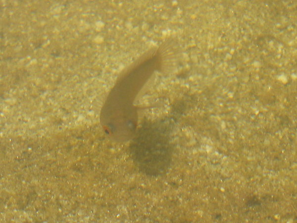 goby in Lake Tambing