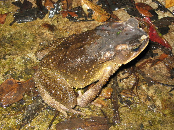 toad at Lake Tambing