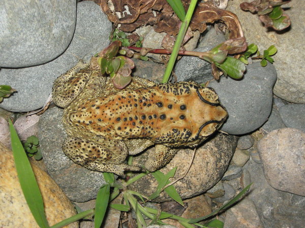 black-spined toad (Bufo melanostictus) outside the Sendy Inn