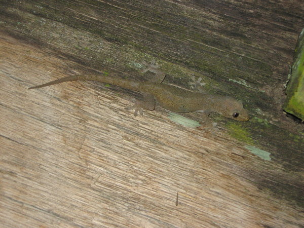 a selection of geckos from Sendy Inn