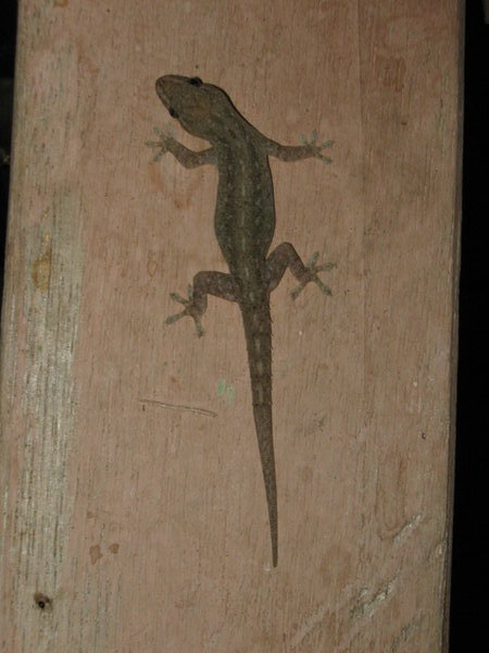a selection of geckos from Sendy Inn