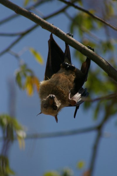 Sulawesi fruit bat (Acerodon celebensis)
