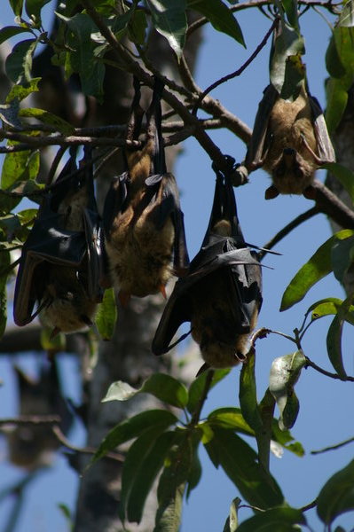Sulawesi fruit bats (Acerodon celebensis)