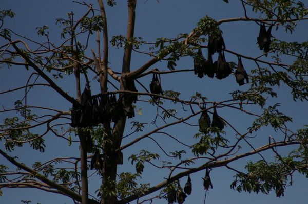 fruit bats at Parantinggia