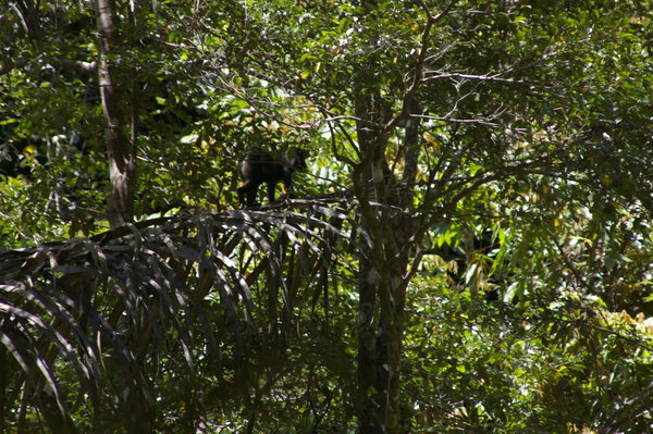 Moor macaque (Macaca maura) at Bantimurung